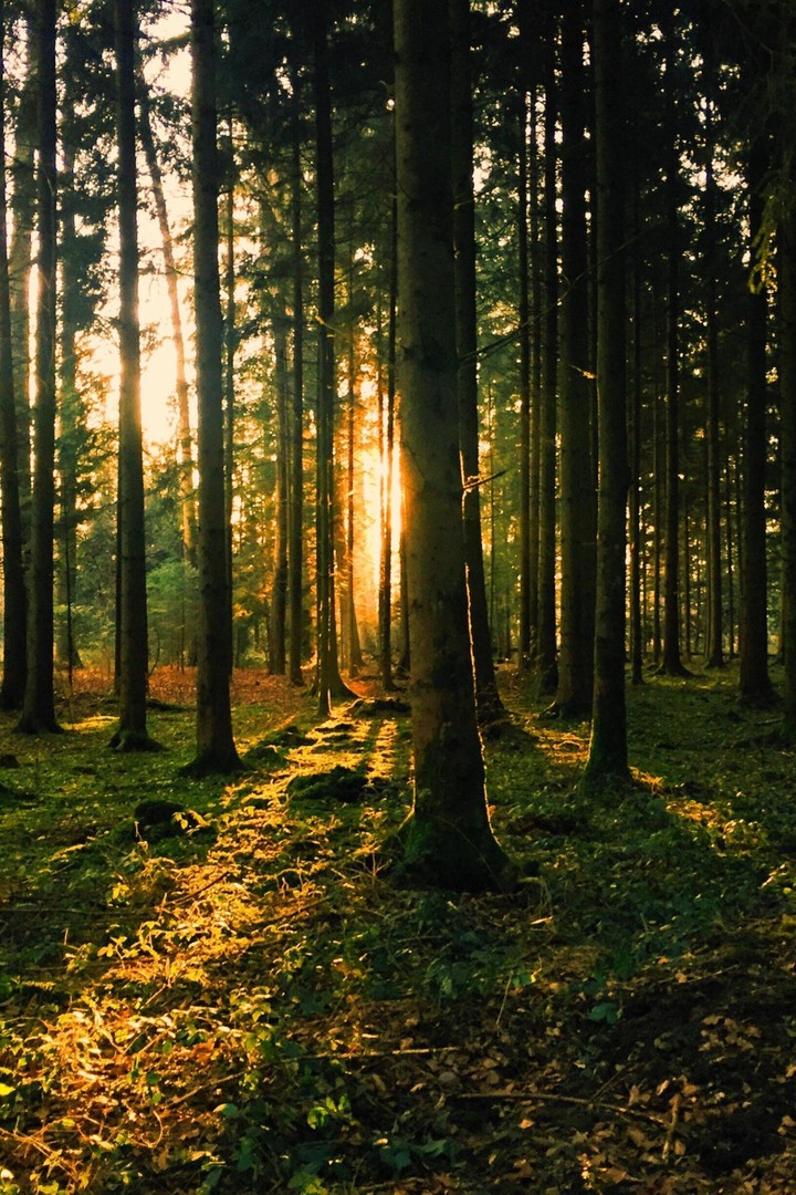 nature