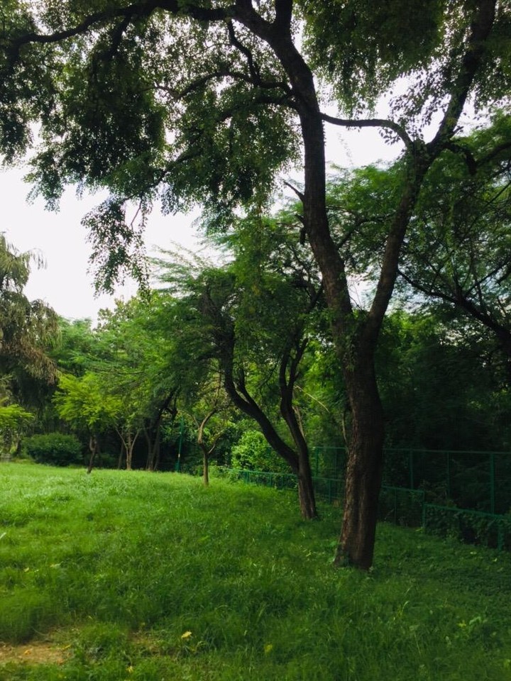 Trees