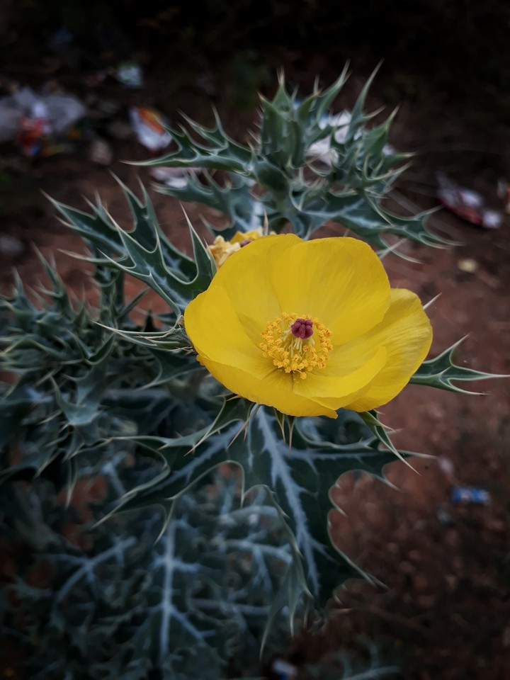 yellow flower