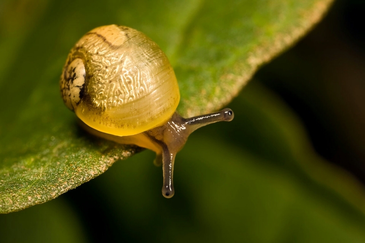 Mollusc !!!