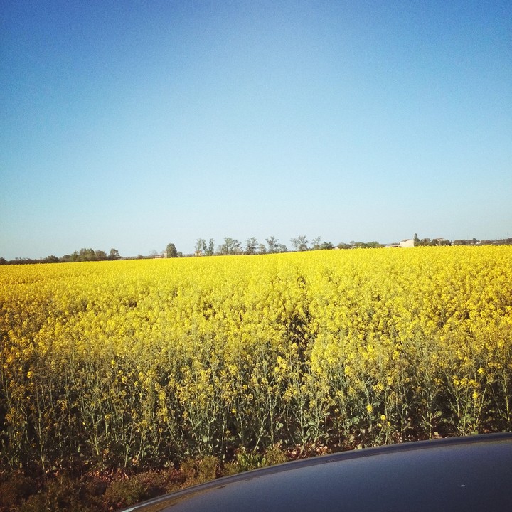 colza in fiore