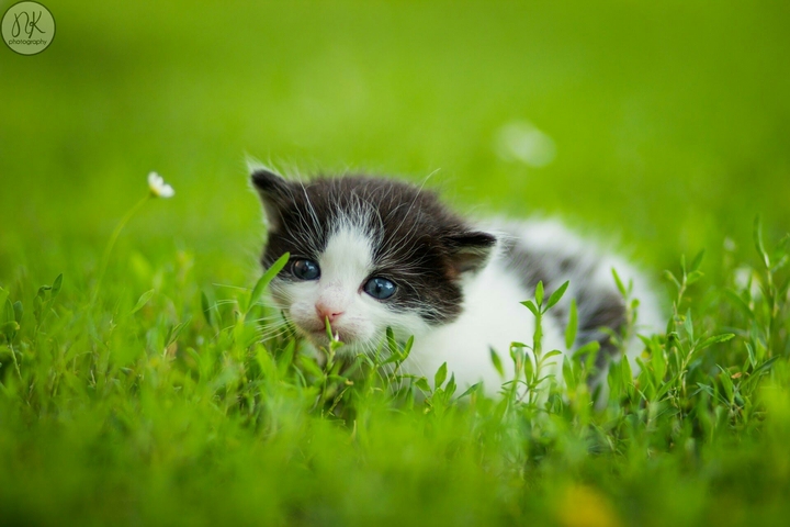 kitten on the grass