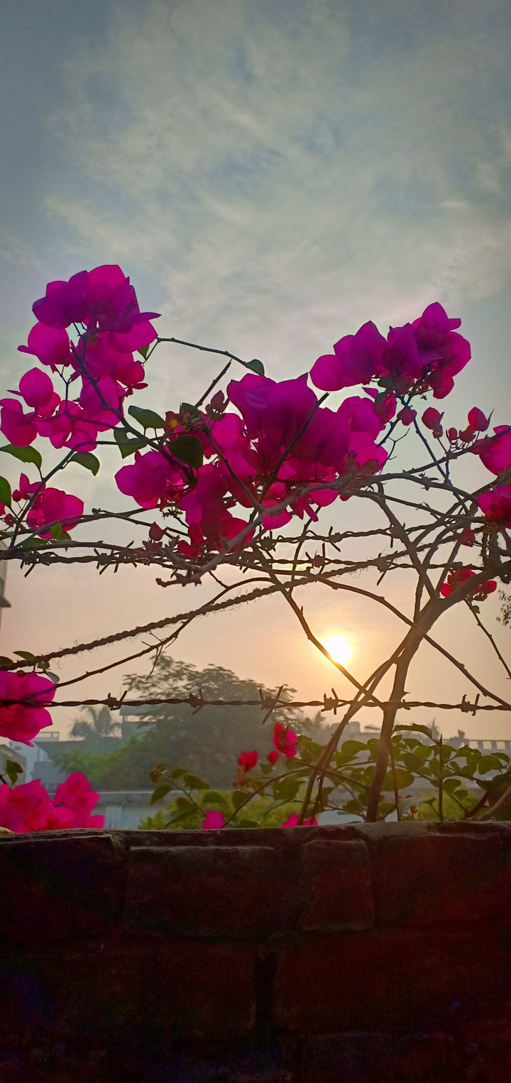 bougainvillea flowers in sunrise