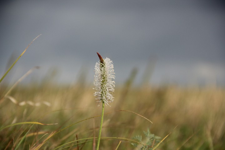 Flower of plantain