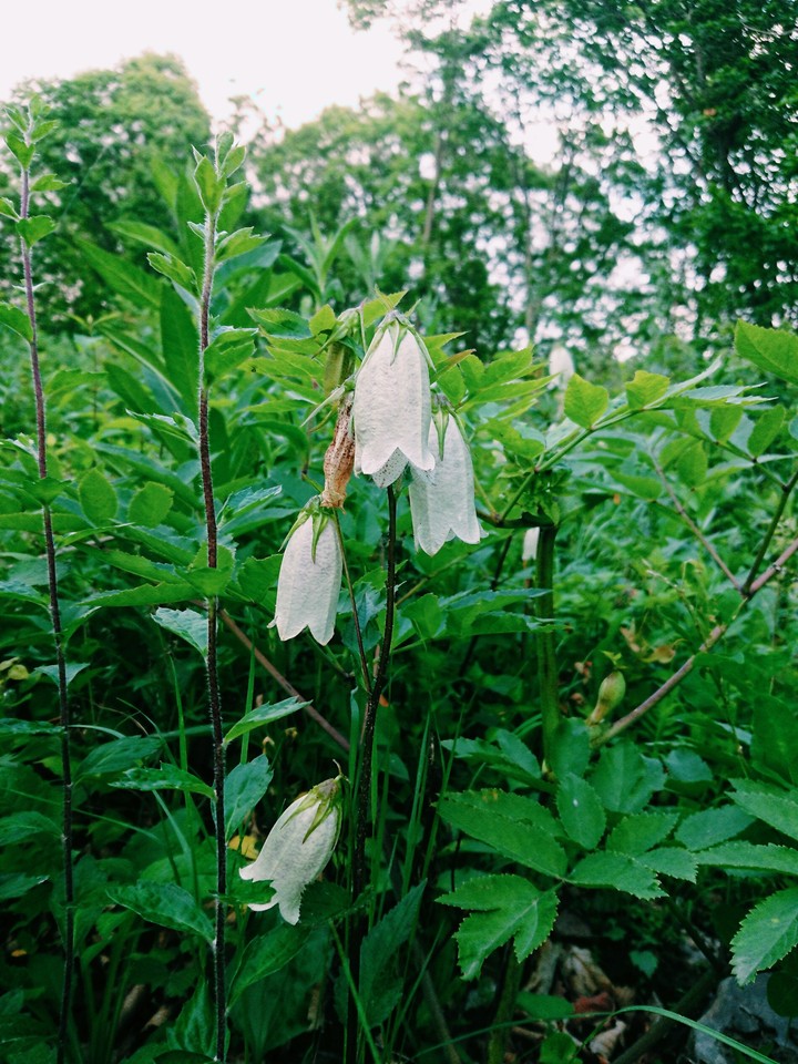 Forest flowers