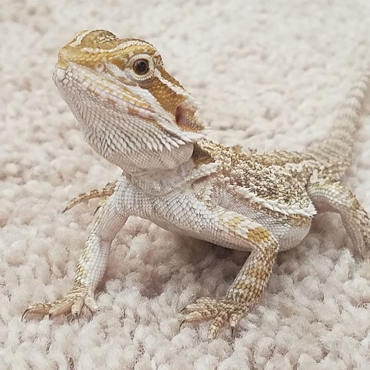 Picture i took of my bearded dragon