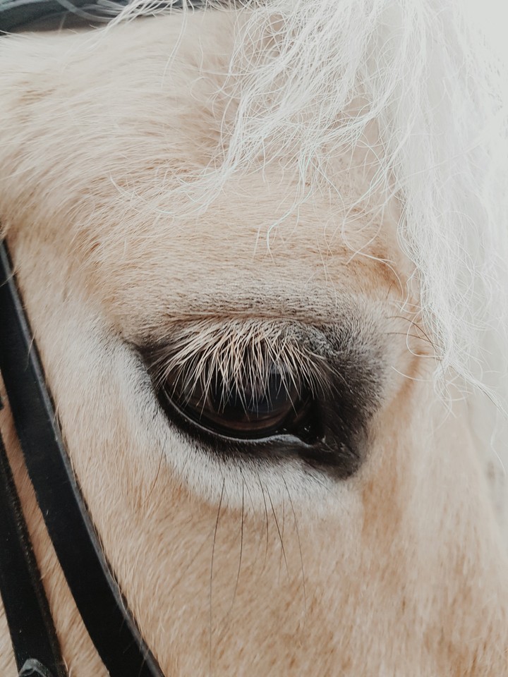 A Horse's Eye