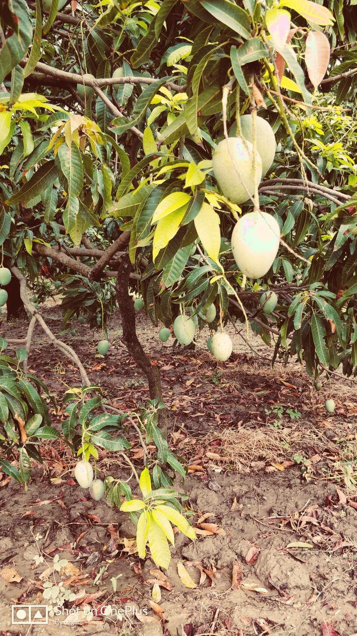 mango