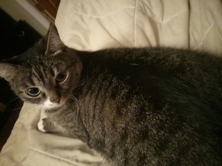 Cat