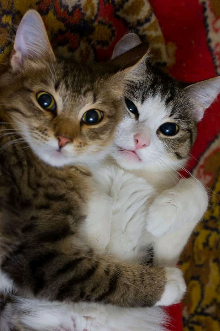 cute