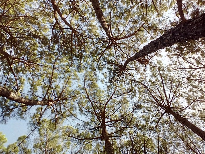 Pine trees...