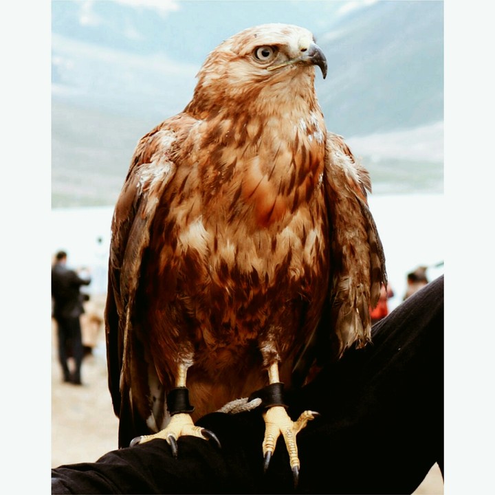highest..fly...Bird..