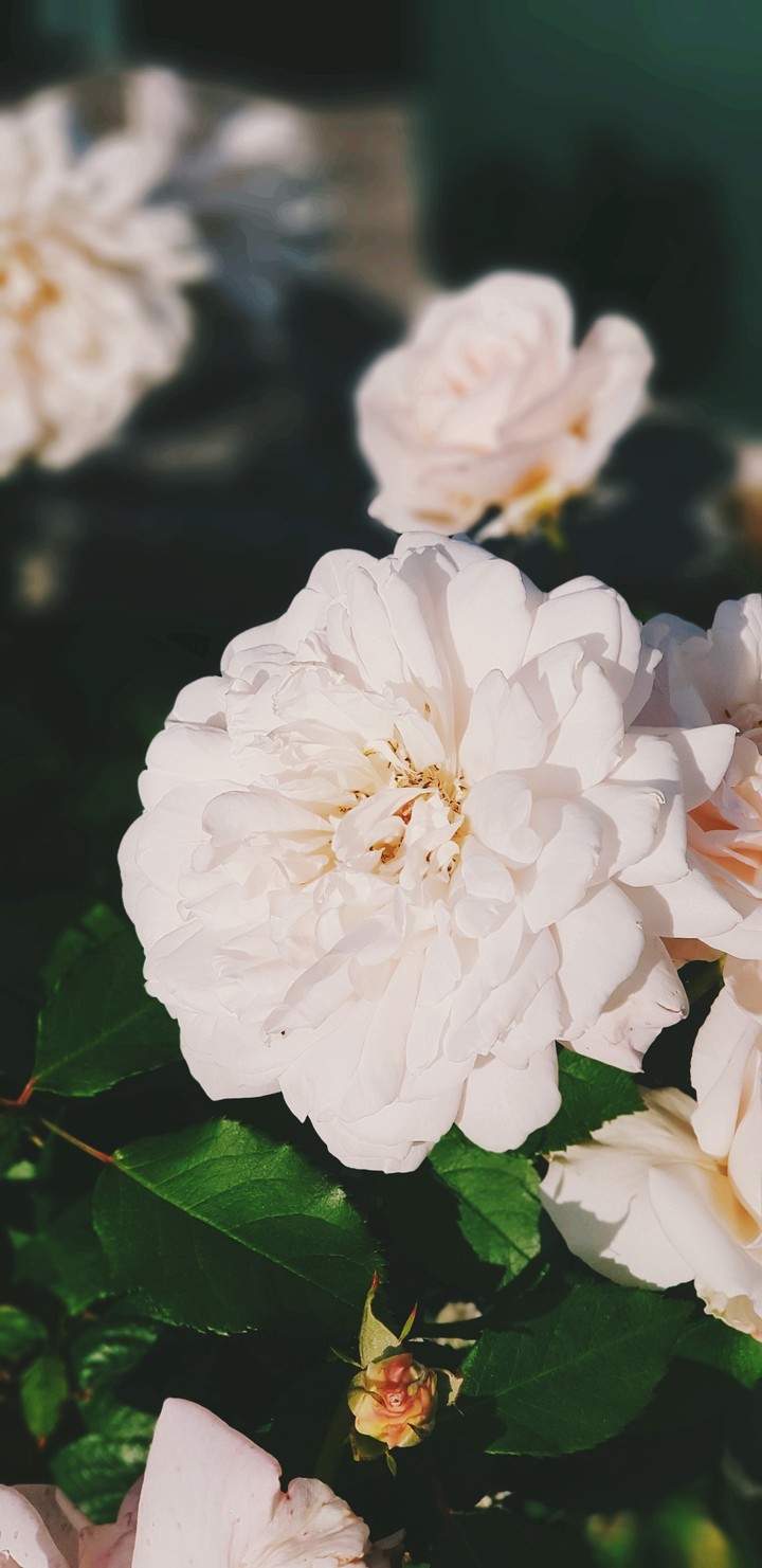 white flower