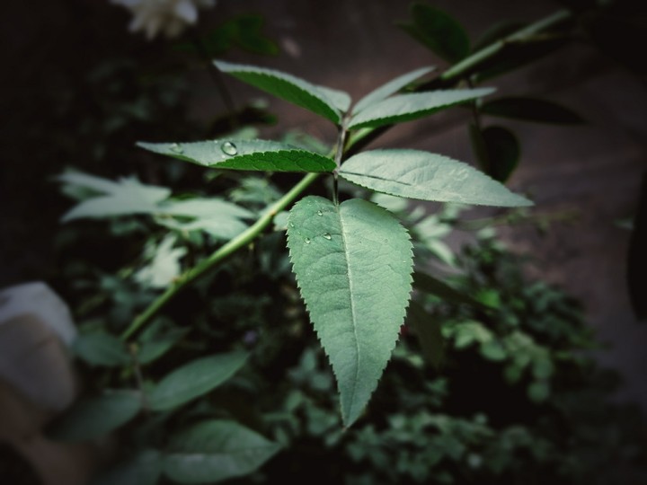 Leafs