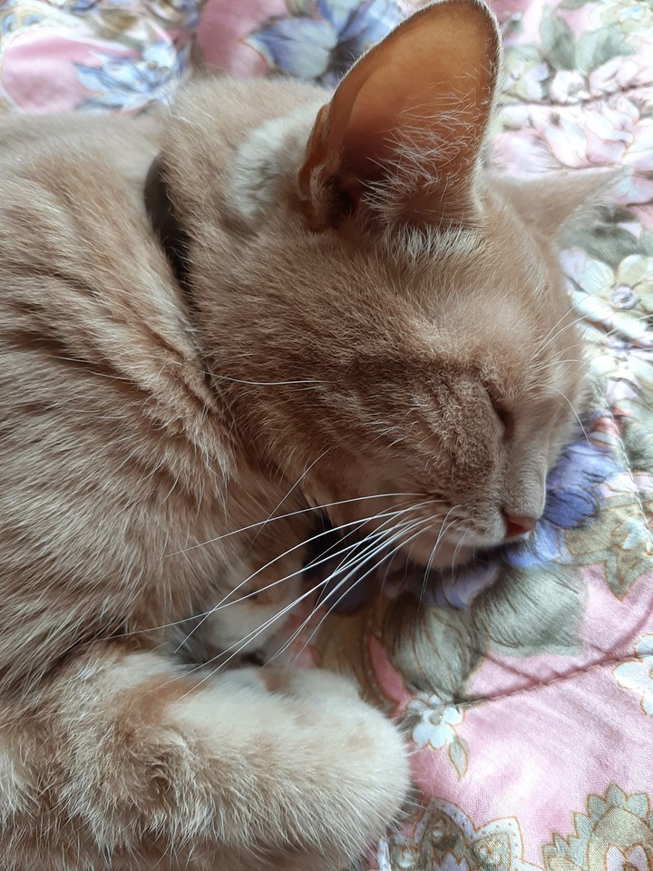 Leo