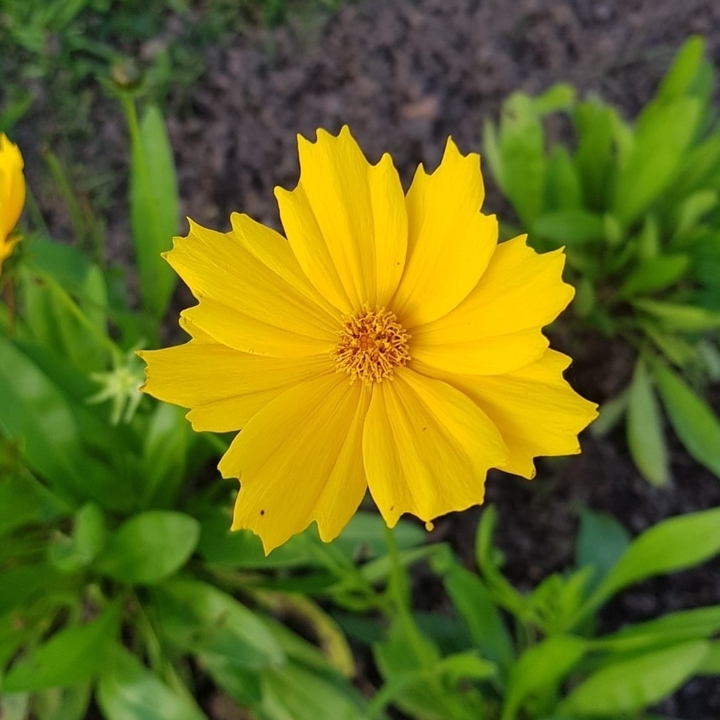 Flor