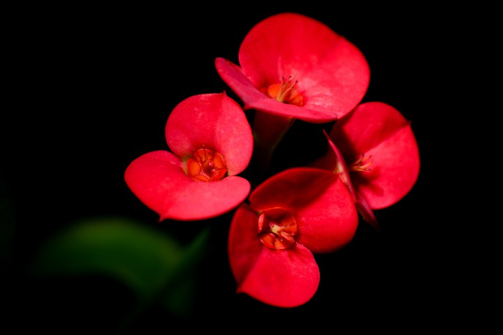 red flower