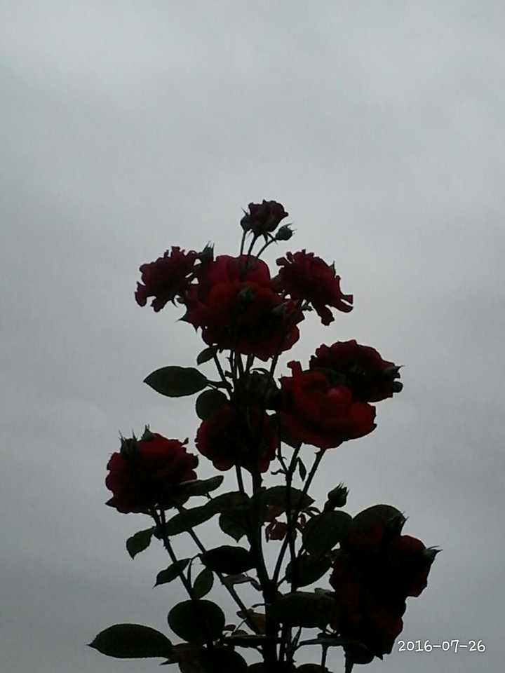 Roses
