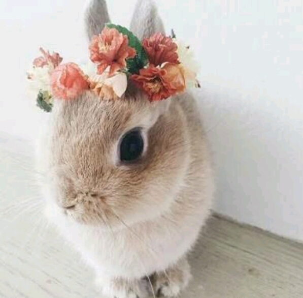 rabbit
