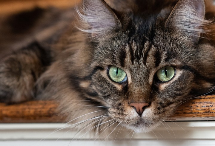 cat