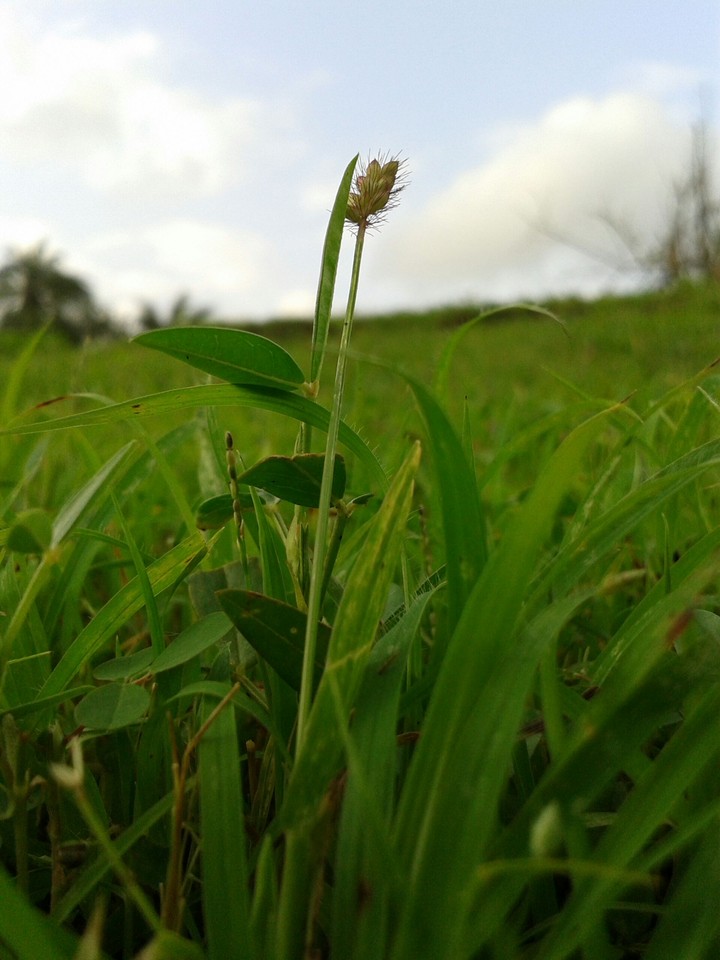 flower grain