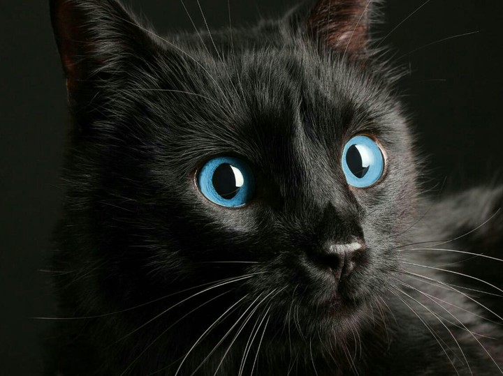 кот