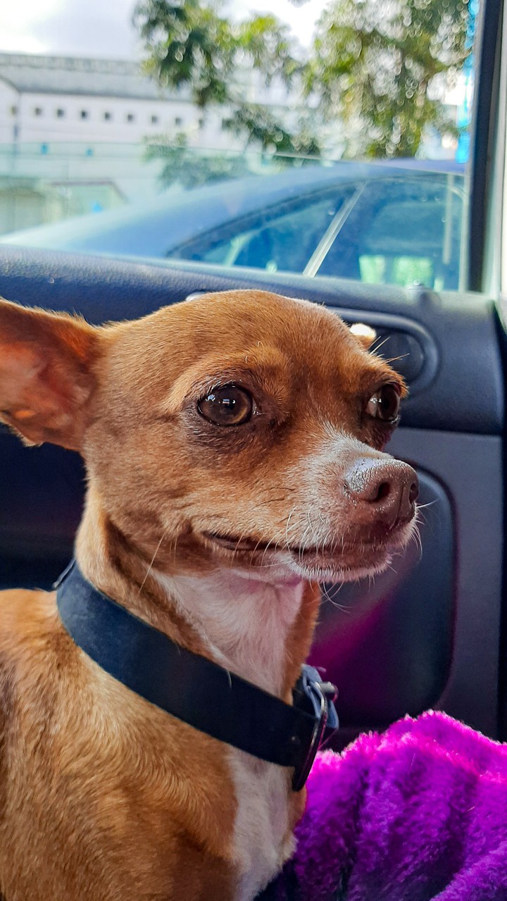 Chihuahua