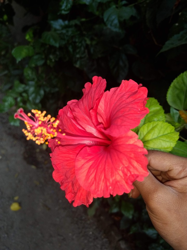 Red Jasvandi