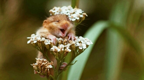 squirrel