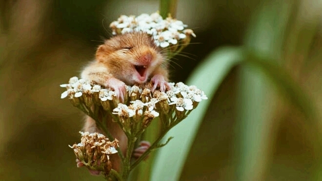 squirrel