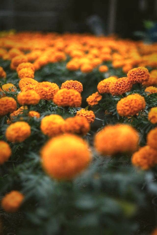 cempazuchil flor típica de dia de muertos en México