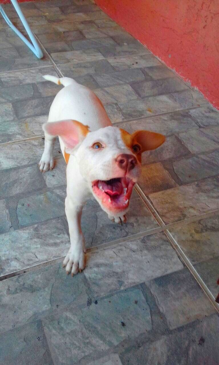 cachorro love