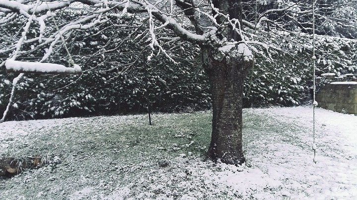 The tree in my garden