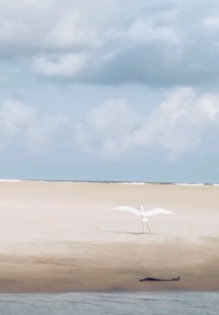 flying swan