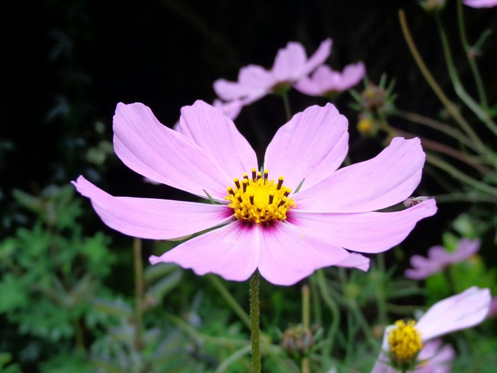 Flower plant