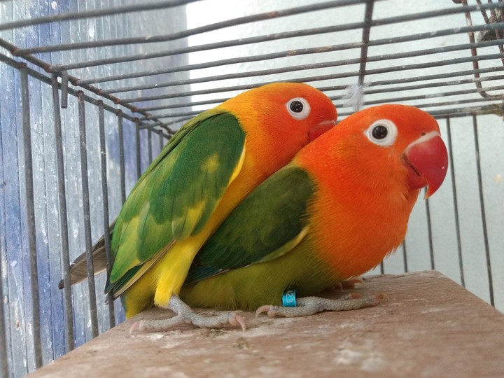 opaline​