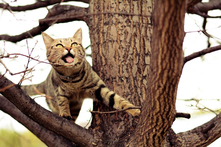 Russian cat