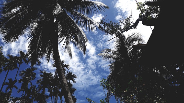 the trees.