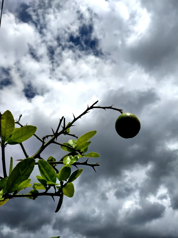 a beautiful lemon hanging in air