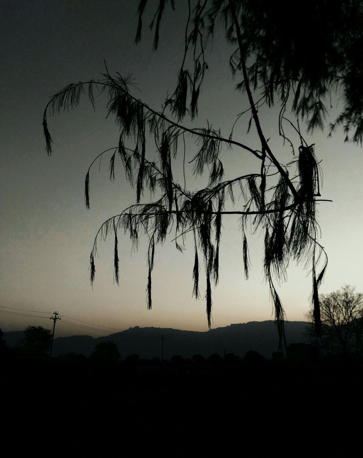 beautiful branches
