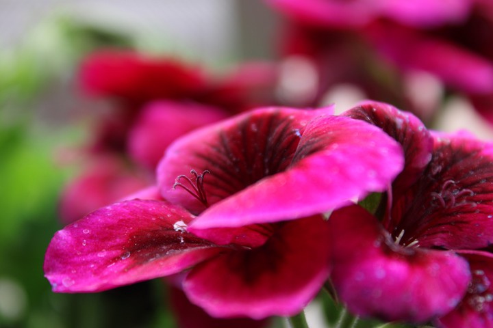Flower?