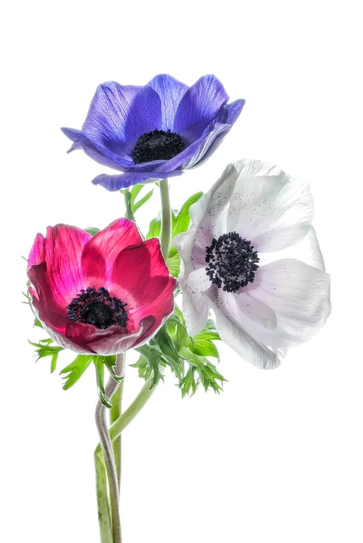 anemone