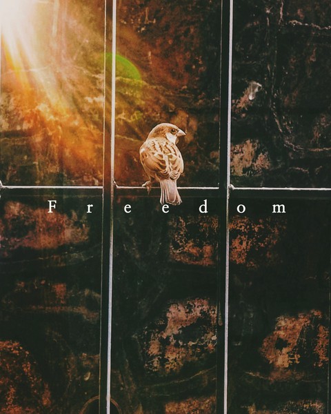 Freedom