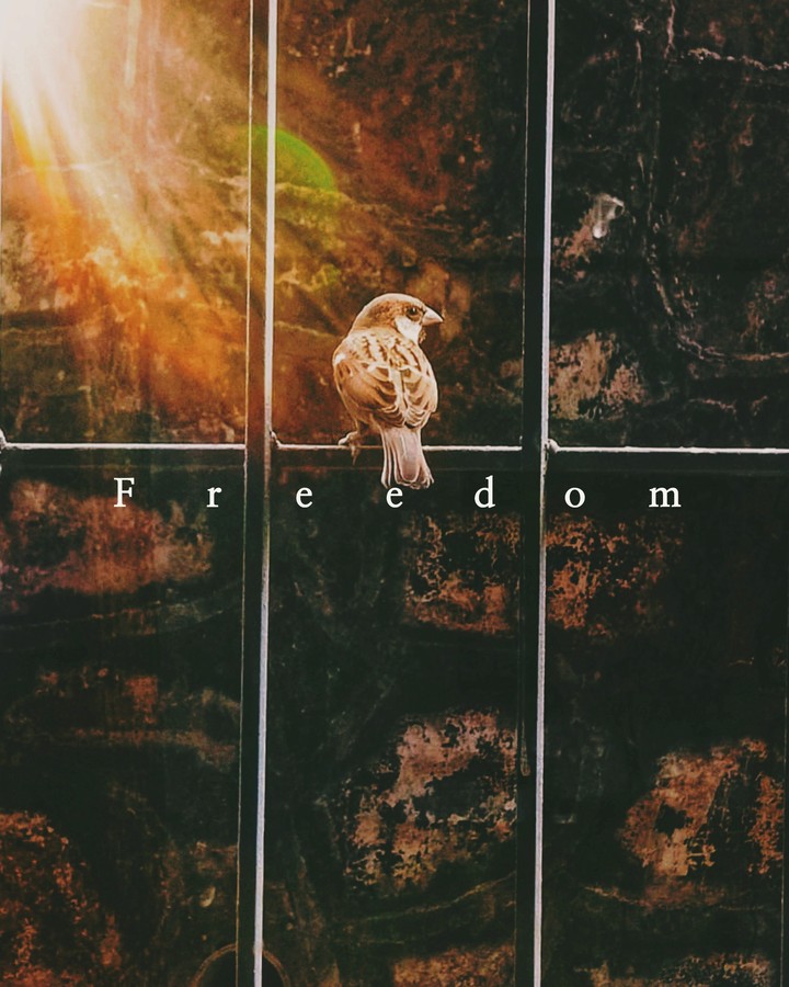 Freedom