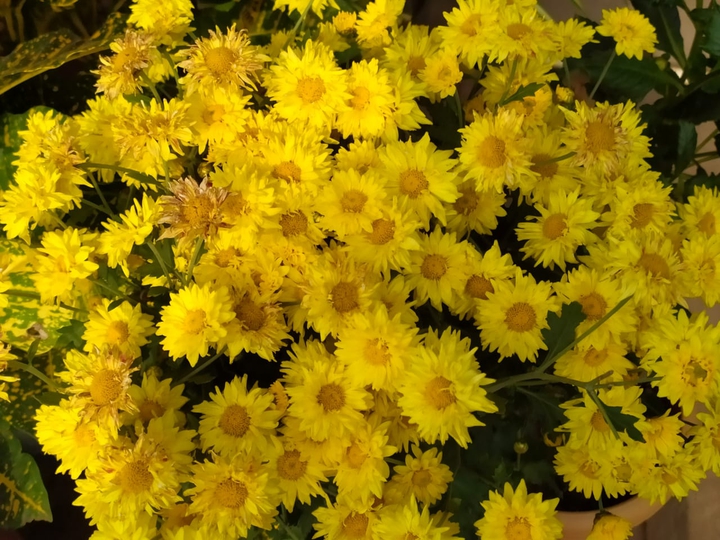 The pride of chrystinums