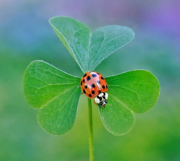 ladybug...