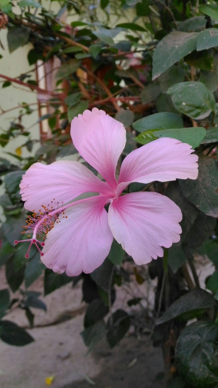 flower