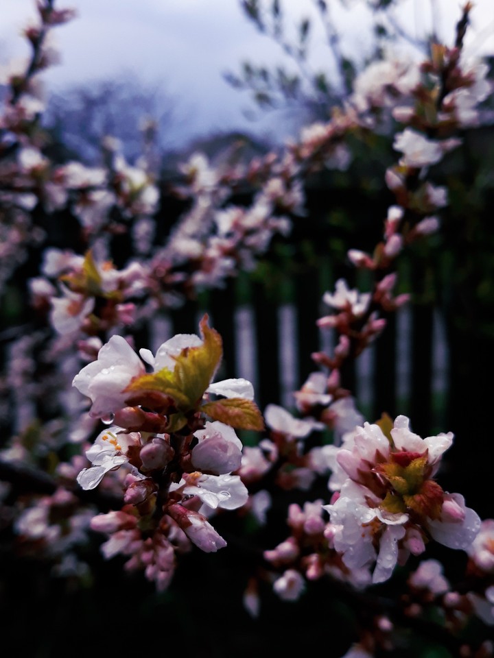 bloom