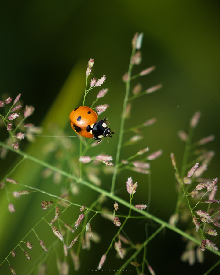 Lady Bird Beetle