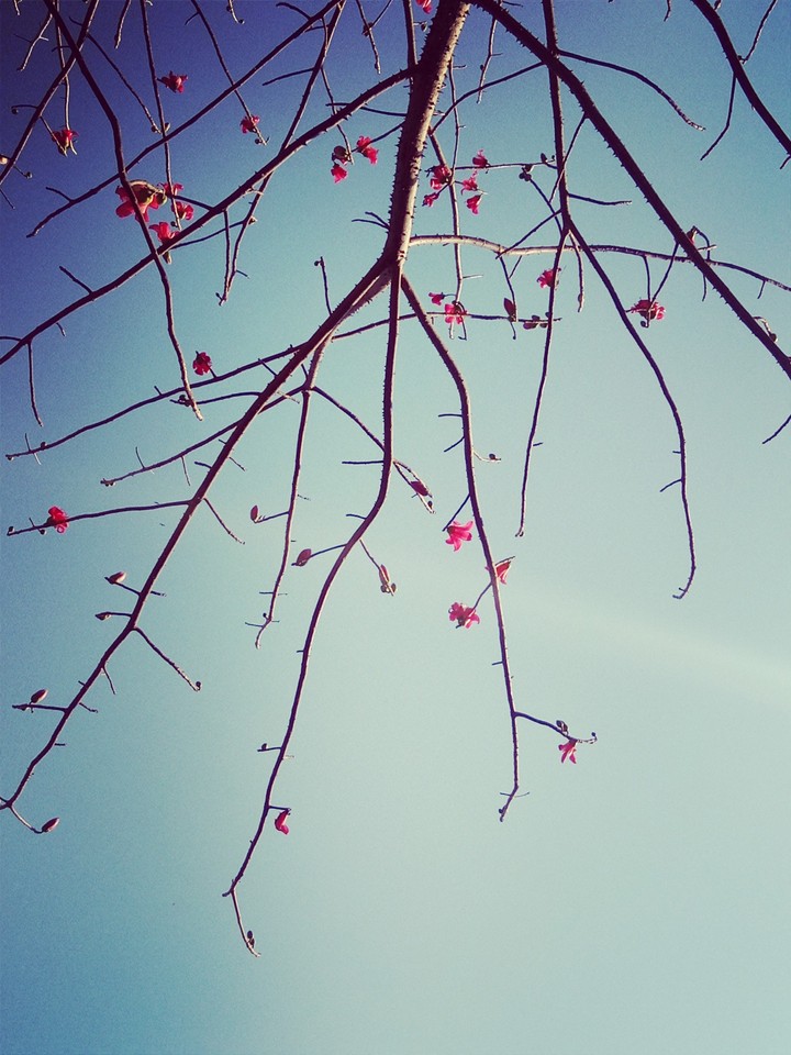 Spring flowers